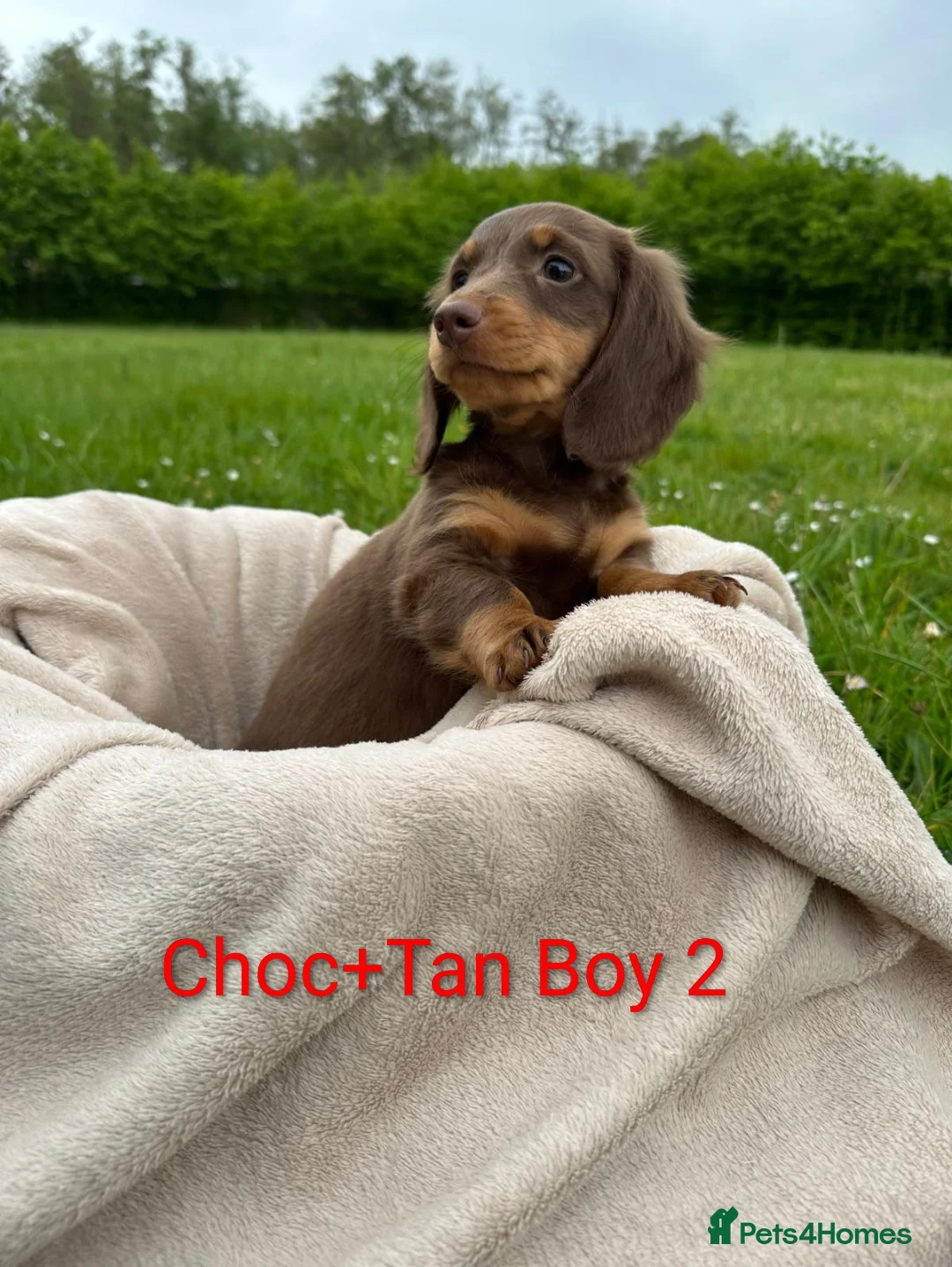 Dachshund dogs for sale: Beautiful Dachshund Puppies - Advert 1
