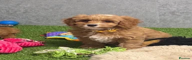 Cavapoo 3