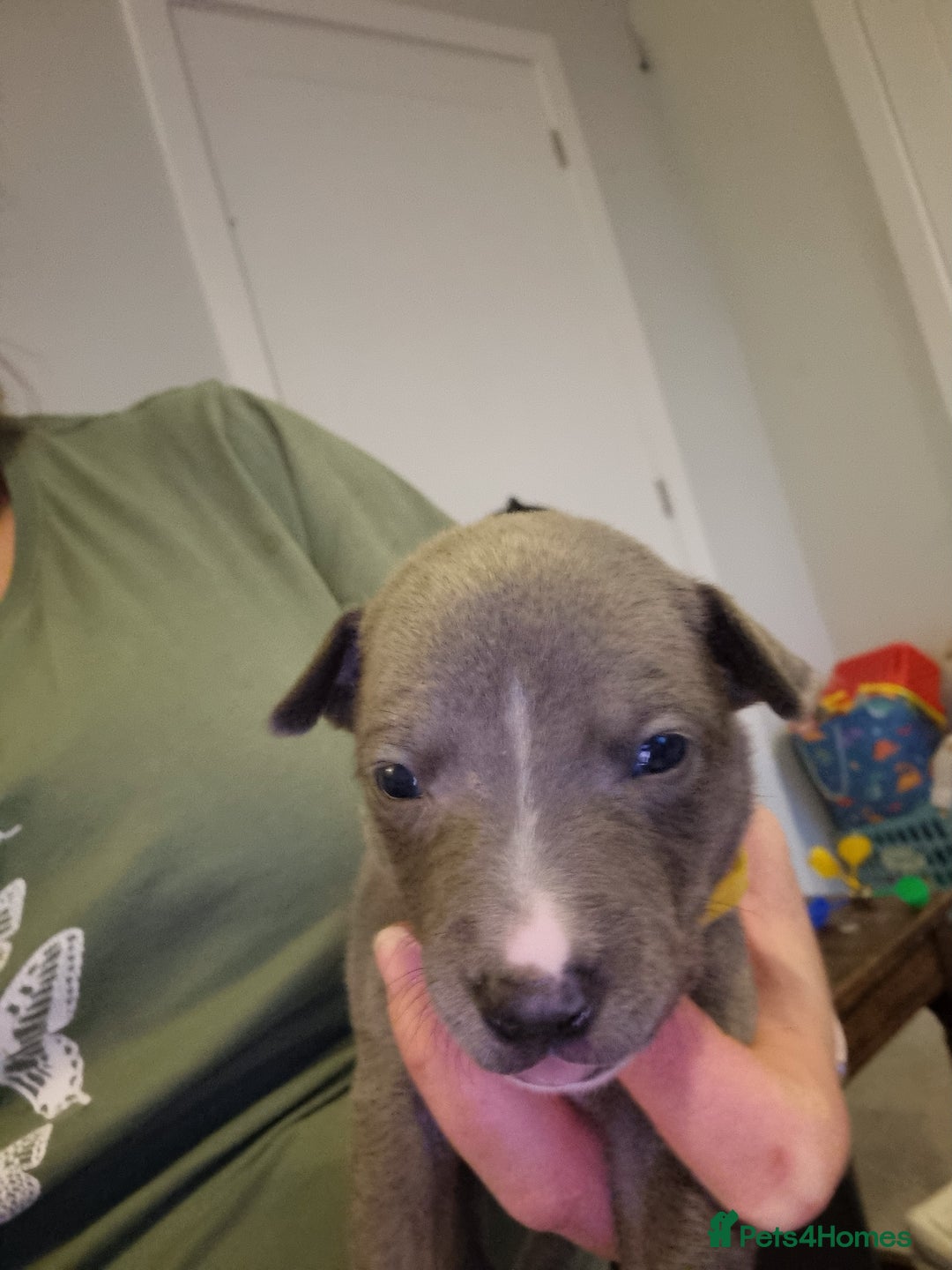 Mixed Breed dogs for sale: Staffy x Whippet puppies - Image 4