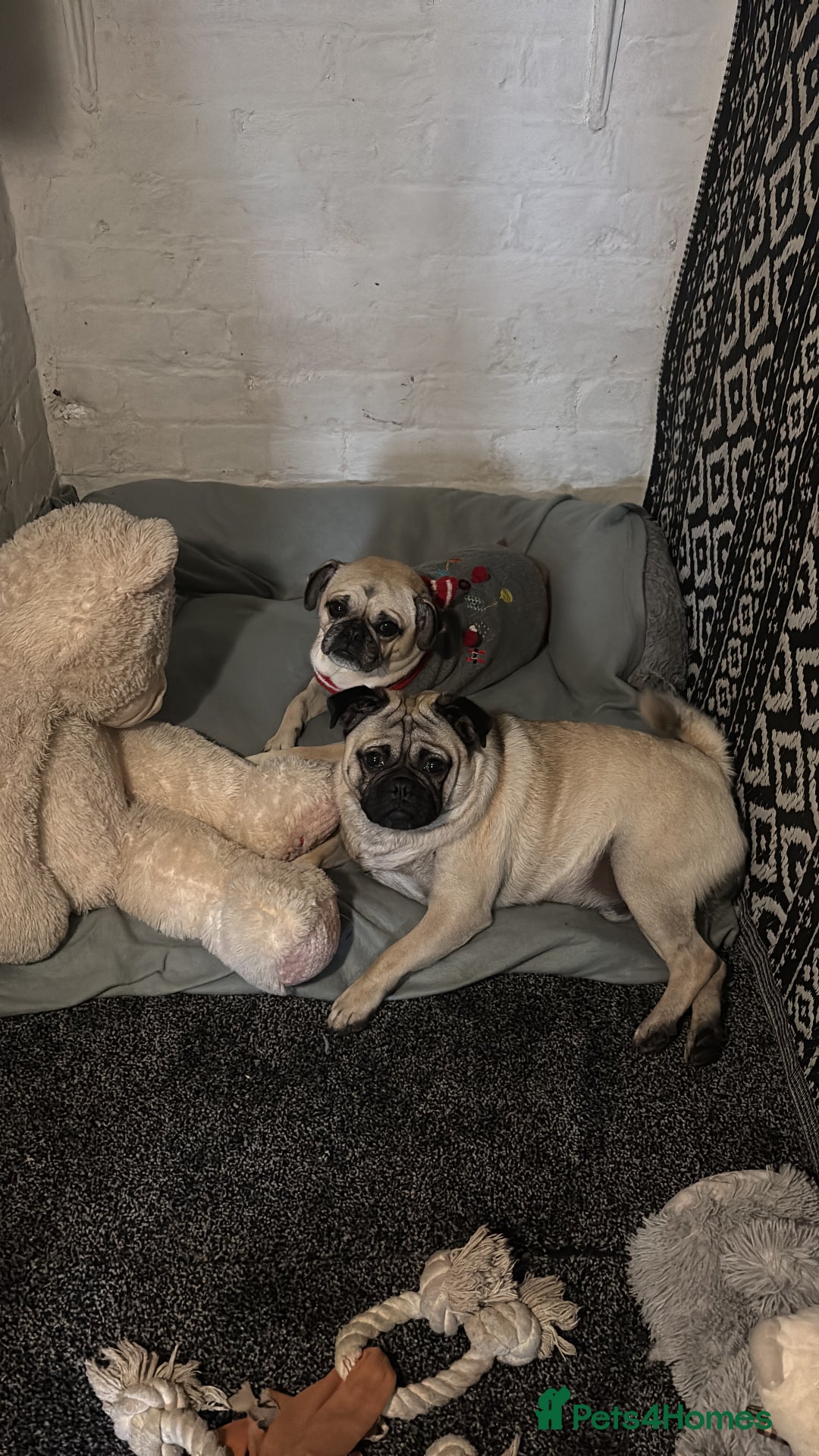 Pug dogs for sale: Beautiful Pug Puppies - Advert 3