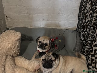 Pug dogs Beautiful Pug Puppies - Advert 3