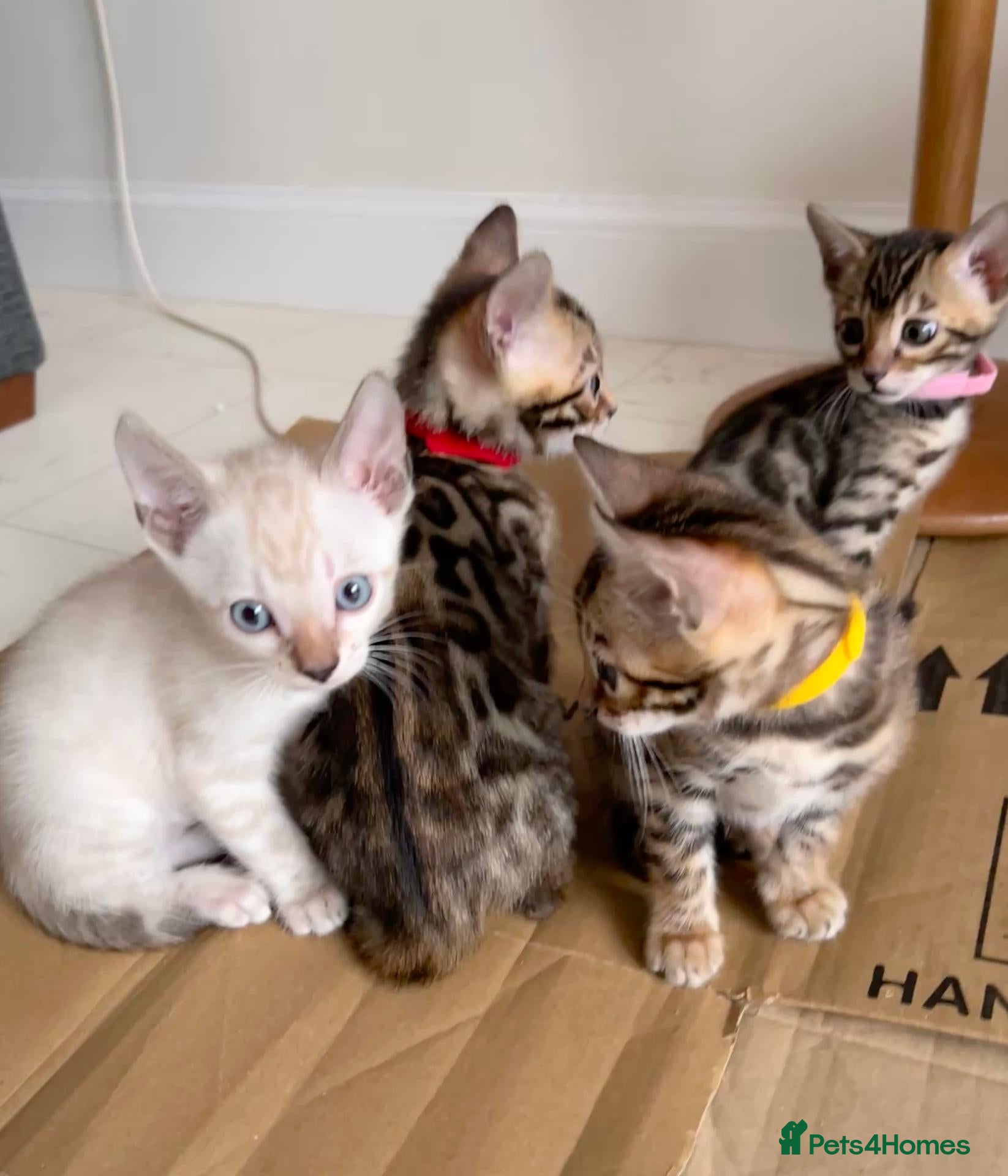 Bengal cats TICA Registered Bengal Kittens - Advert 4