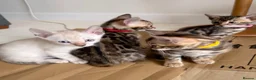 Bengal cats for sale: TICA Registered Bengal Kittens - Advert 1