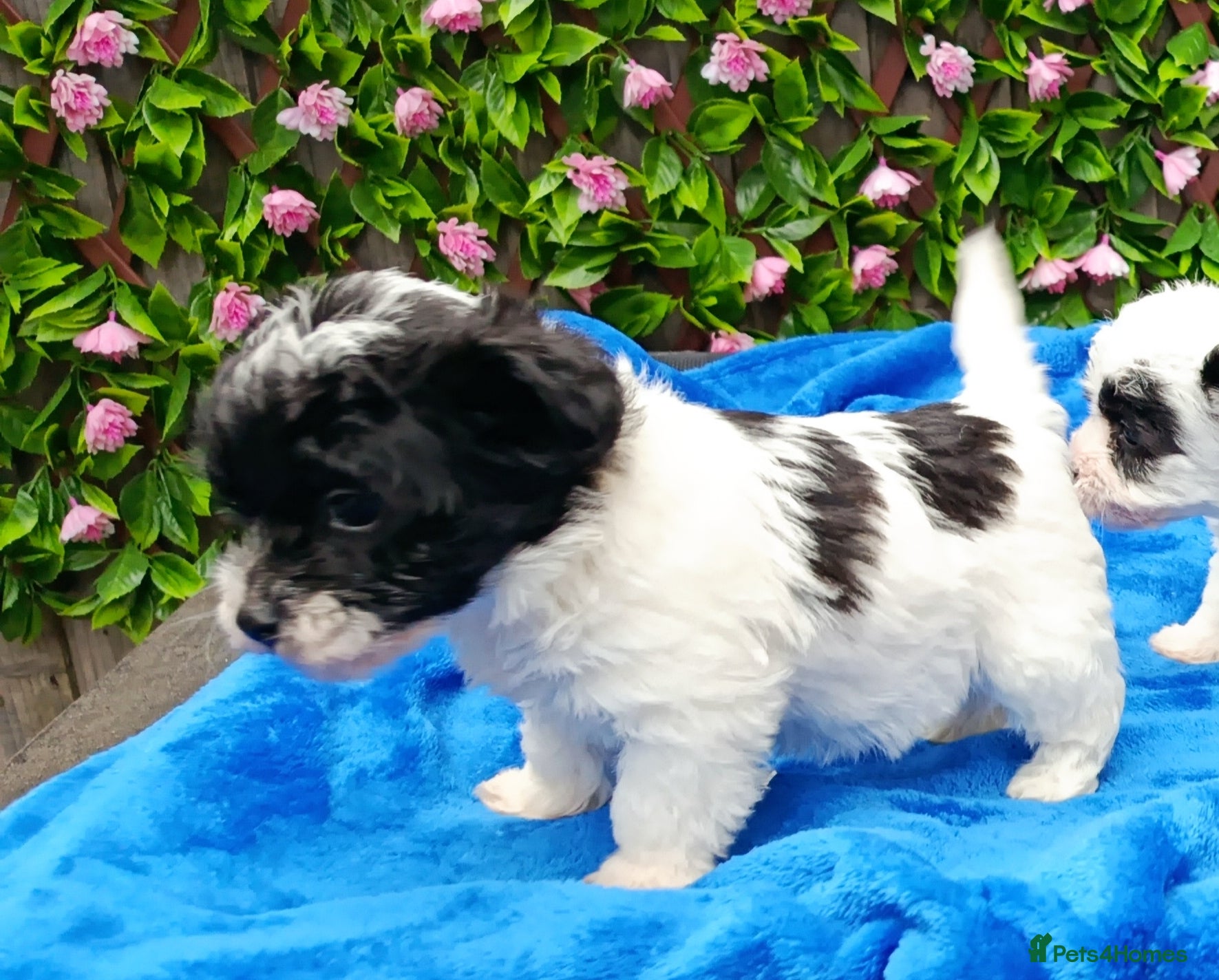 Mixed Breed dogs 1 st GEN JACKAPOO PARENTS HEALTH TESTED  - Advert 4