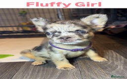 French Bulldog dogs for sale: French Bulldog puppies - Advert 3