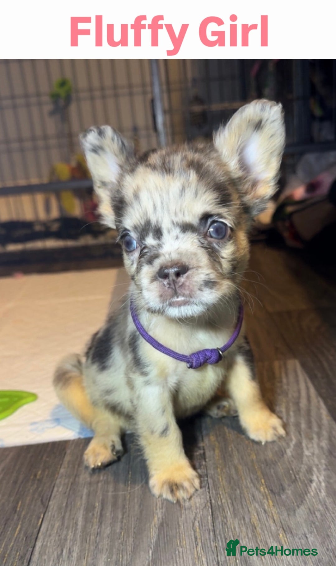 French Bulldog dogs for sale: French Bulldog puppies - Advert 3