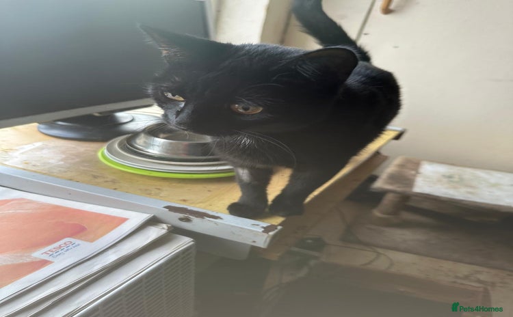 Mixed Breed cats - Advert 4