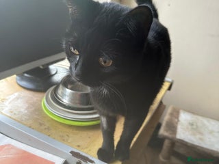 Mixed Breed cats - Advert 33