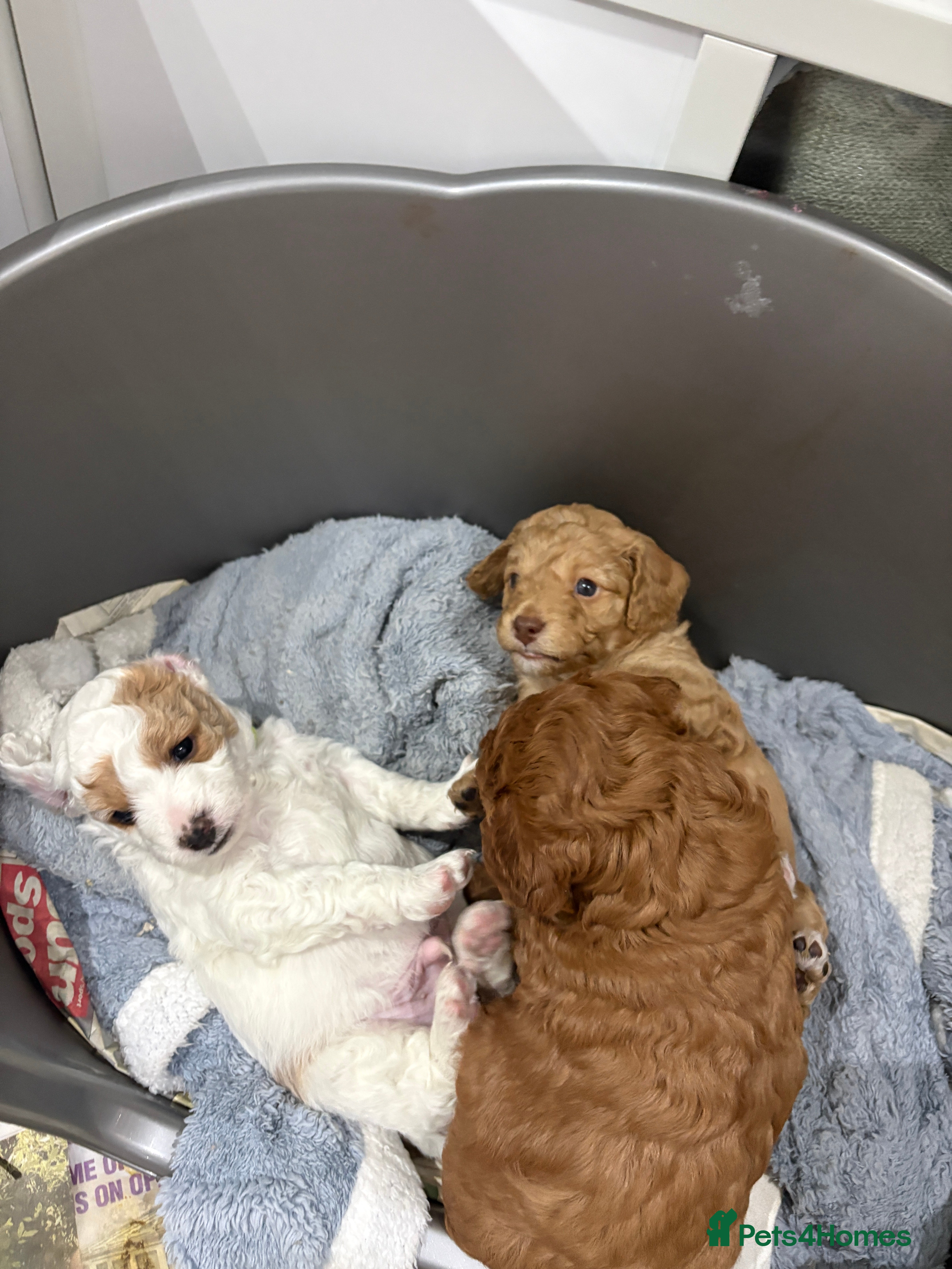 Cavapoo dogs 3 gorgeous cavapoo puppies - Advert 19