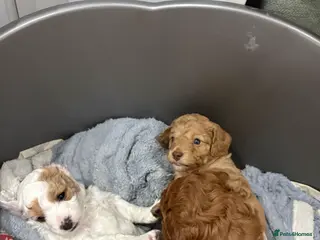 Cavapoo dogs 3 gorgeous cavapoo puppies - Advert 19