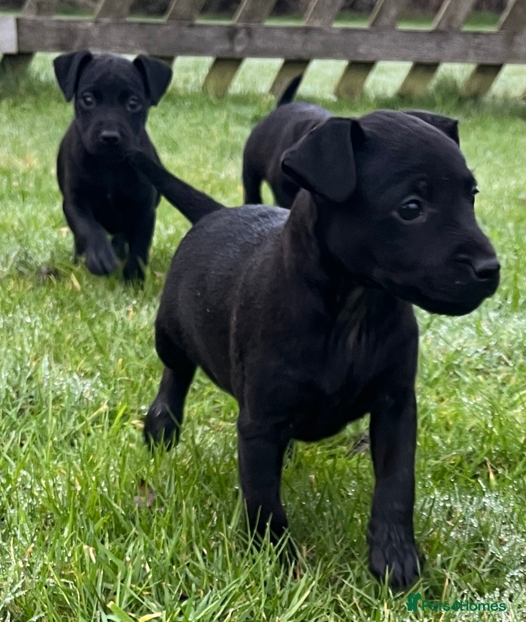 Patterdale Terrier dogs for sale: Patterdale terrier puppies - Advert 6