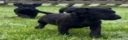 Patterdale Terrier dogs for sale: Patterdale terrier puppies - Advert 6