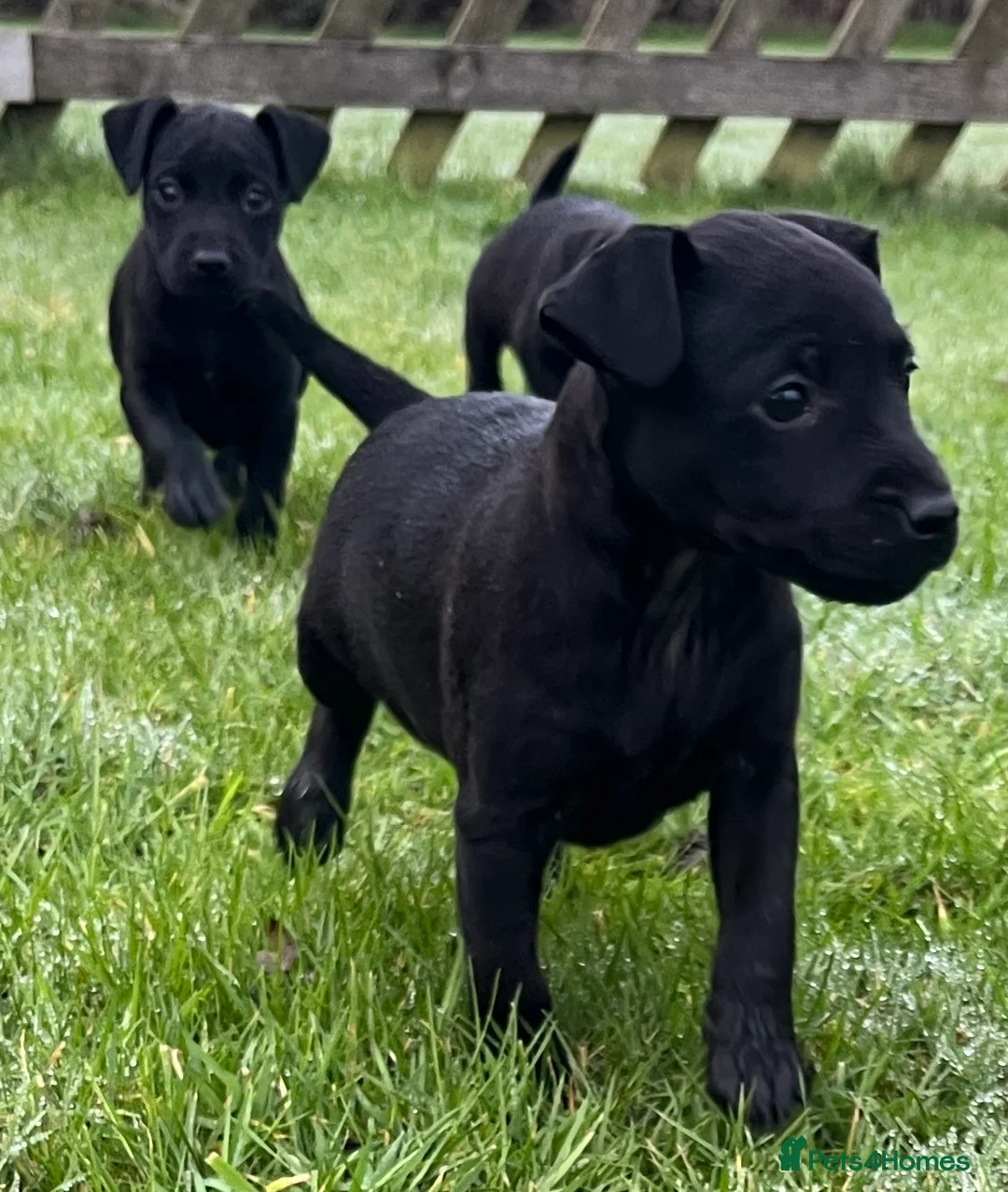 Patterdale Terrier dogs for sale: Patterdale terrier puppies - Advert 6