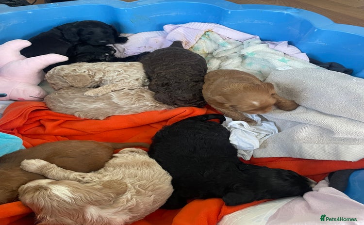 Cavapoo dogs - Advert 4