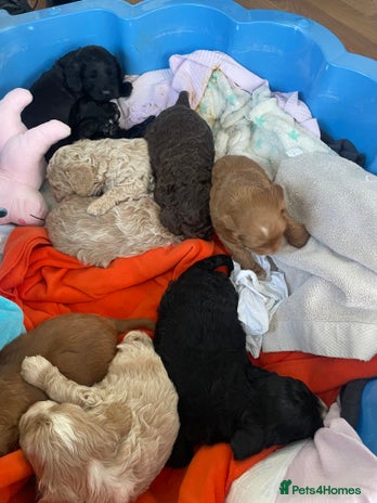 Cavapoo dogs - Advert 4