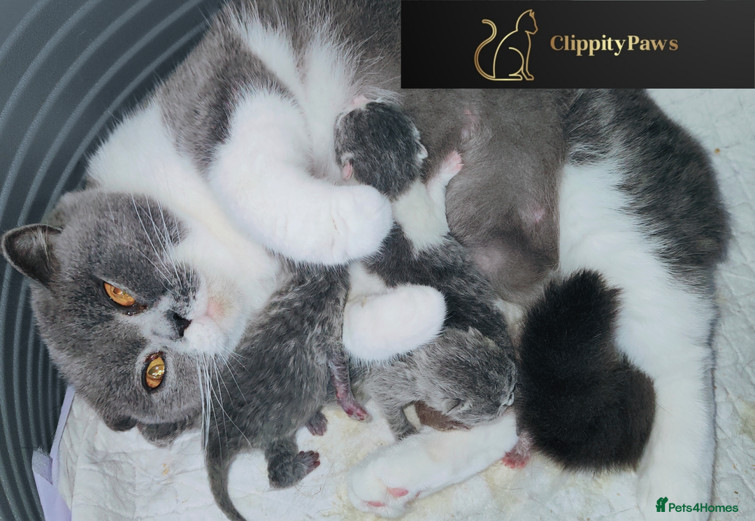 British Shorthair cats for sale: GCCF Registered Chunky British Shorthair Kittens  - Advert 5