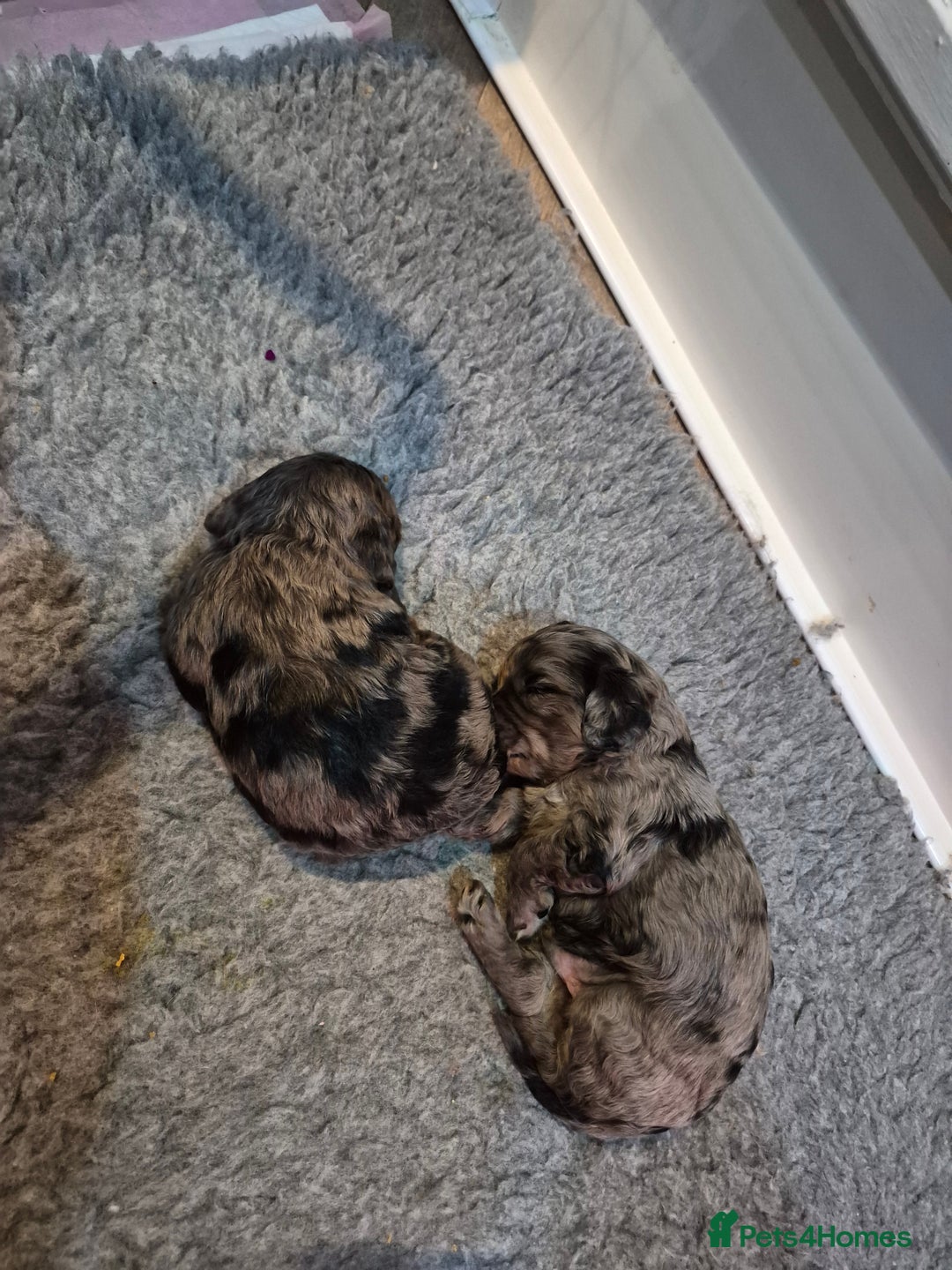 Cavapoo dogs for sale: Rare merle f1 cavapoo puppies  - Advert 6
