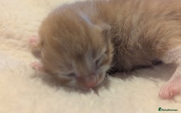 Mixed Breed cats for sale: Beautiful litter of kittens - Image 12