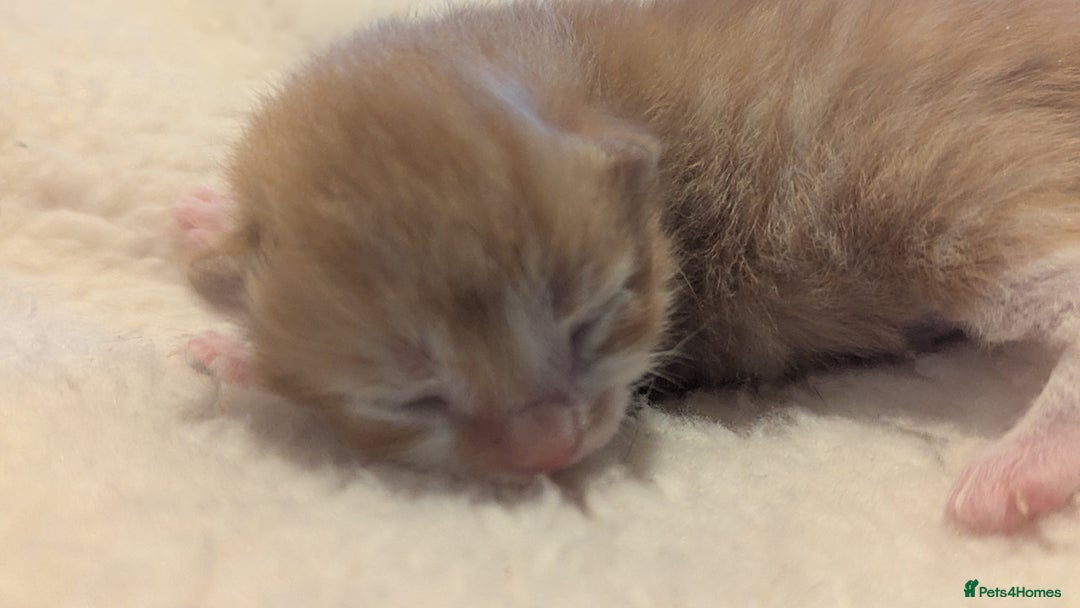 Mixed Breed cats for sale: Beautiful litter of kittens - Image 12