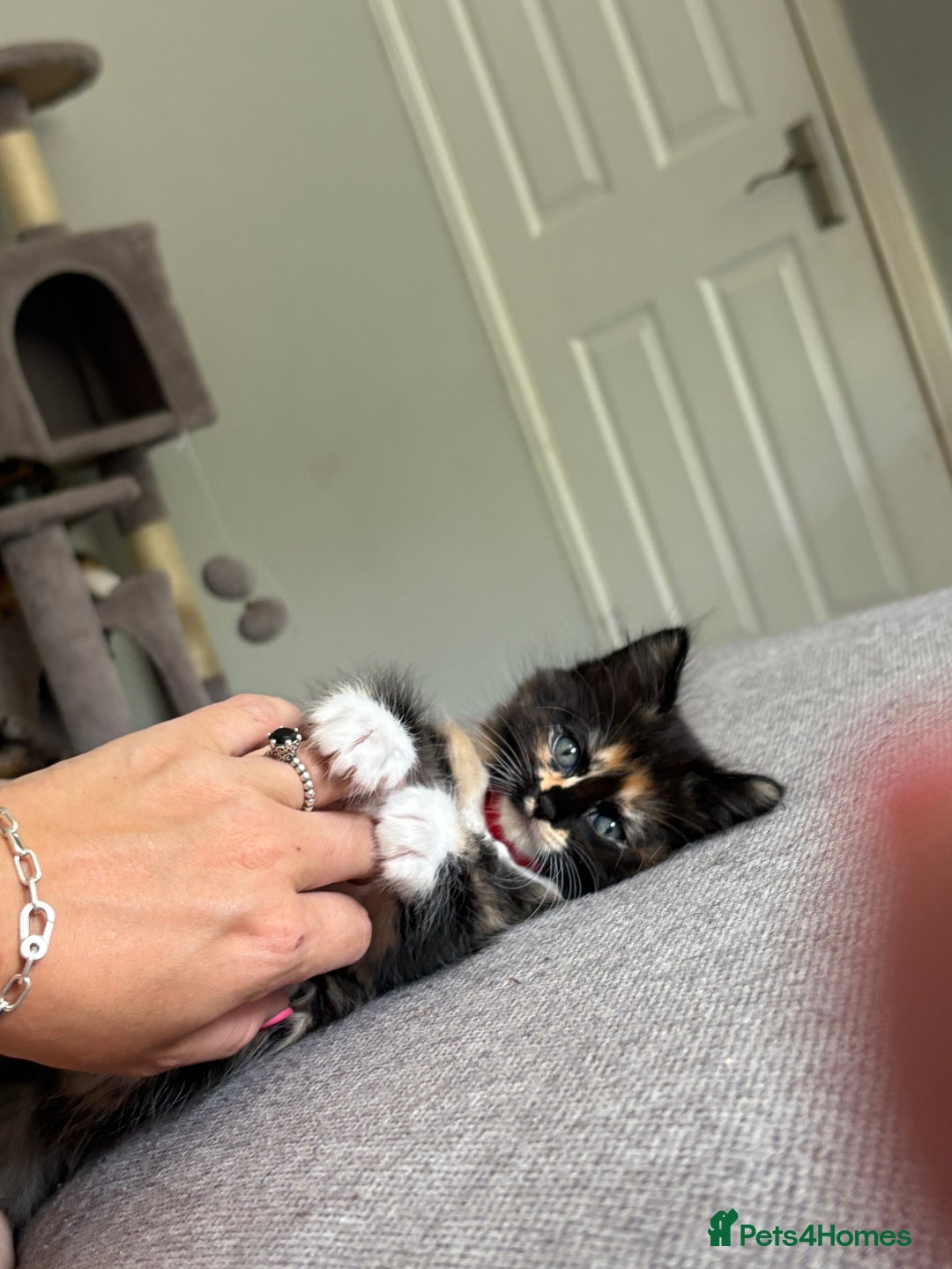 Turkish Van cats for sale: Turkish Van Mix Kittens 8 Weeks Old Ready Now! - Image 19