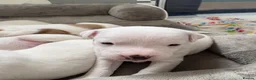 Jack Russell dogs for sale: Beautiful 6 pups for sale - Advert 8