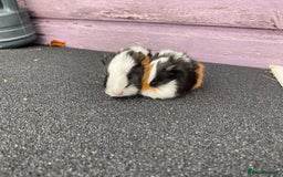 Guinea Pig rodents for sale: Stunning Guinea pig babies - Image 3