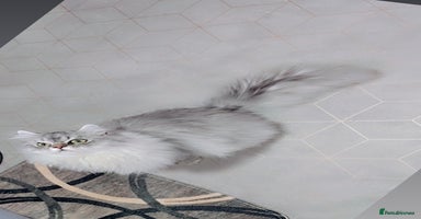 Persian cats chinchilla Persian stud ONLY - Advert 13