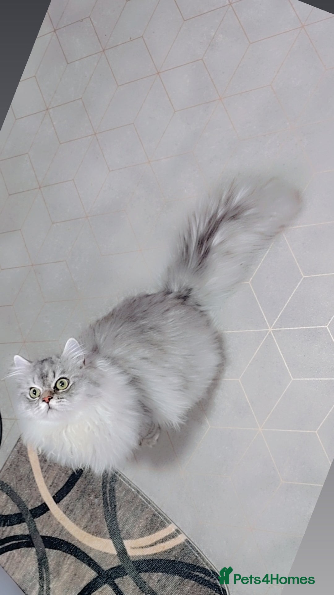 Persian cats for stud: chinchilla Persian stud ONLY - Image 5