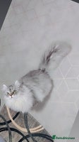 Persian cats chinchilla Persian stud ONLY - Advert 1