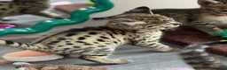 Savannah cats for sale: 🏵️ WORLDS BEST LINES 🏵️ Savannah F2 & F3 Kittens - Advert 29