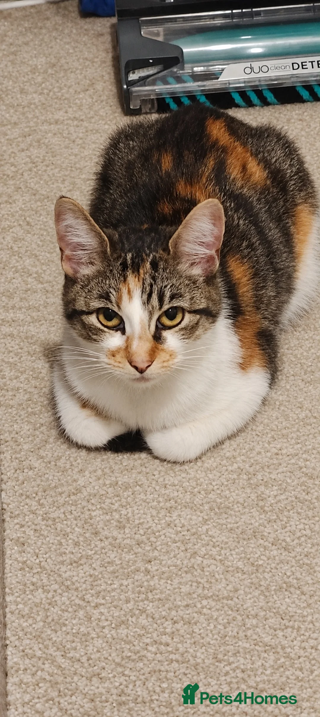 Mixed Breed cats for sale: Darcy  in Llanelli - Advert 2