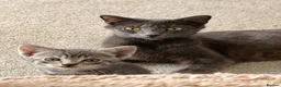 Mixed Breed cats for sale: Russian Blue Mix Kittens  - Advert 23
