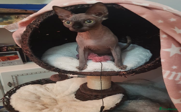 Sphynx cats - Advert 8