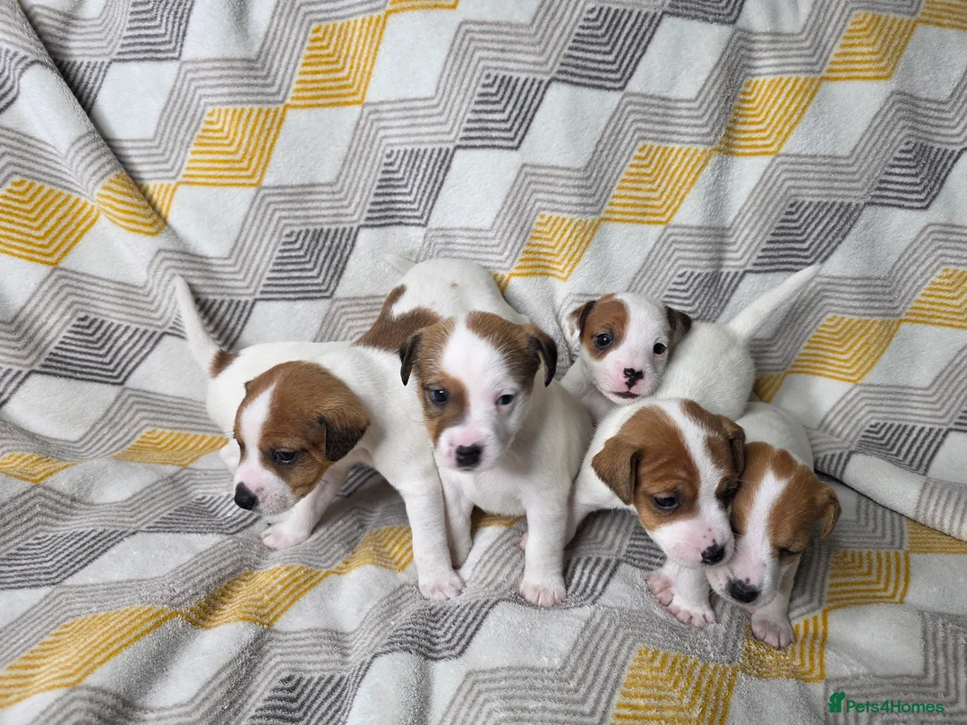 Jack Russell dogs for sale: 6 Jack Russell puppies  - Advert 8