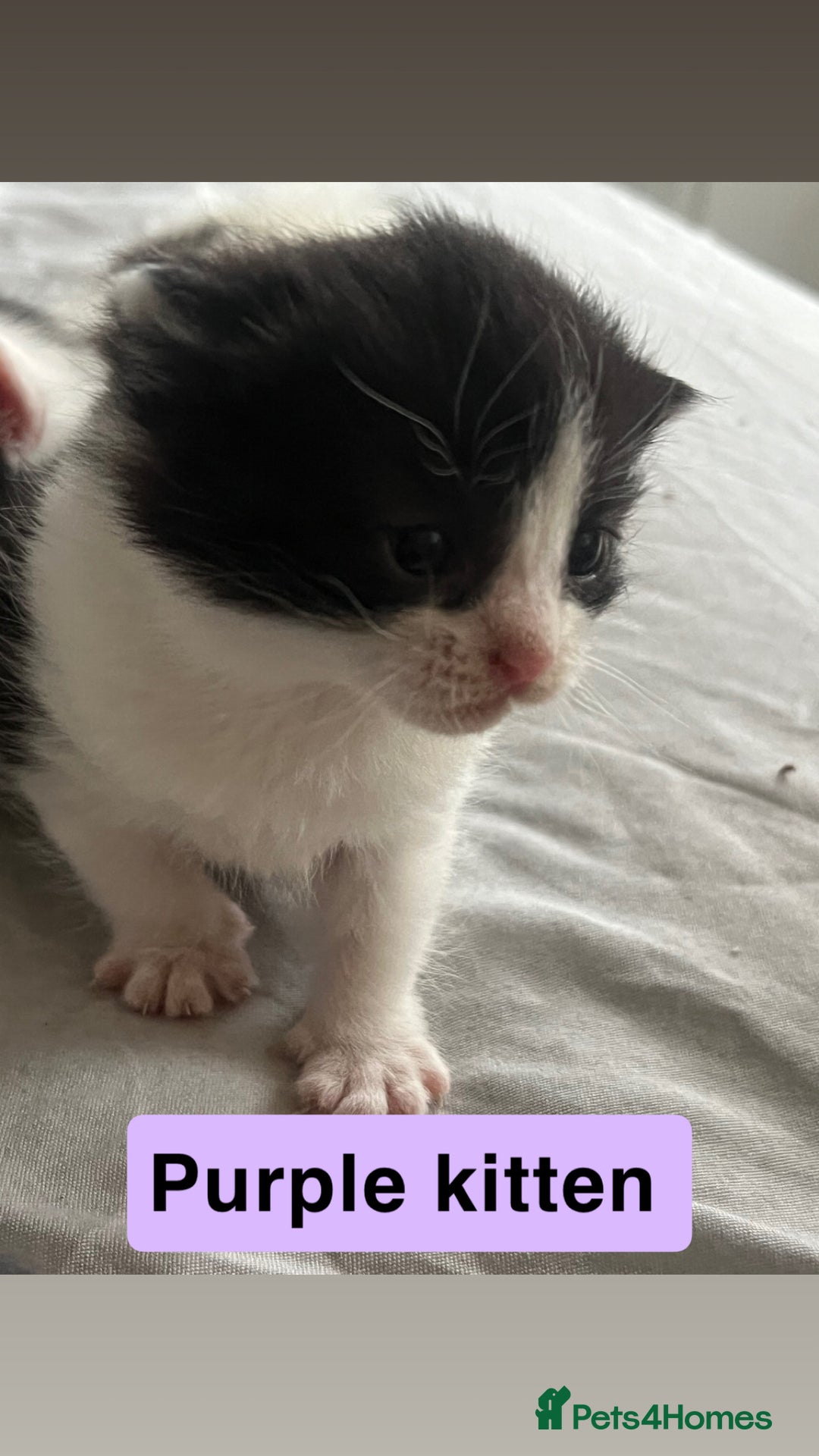 Mixed Breed cats for sale: 4 beautiful kittens  - Image 2