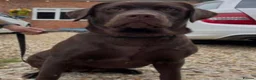 Labrador Retriever dogs for sale: Adorable chocolate Labrador pups 🐶 🏡 🍫  - Advert 4