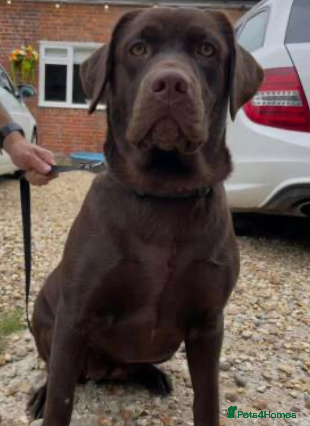 Labrador Retriever dogs for sale: Adorable chocolate Labrador pups 🐶 🏡 🍫  - Advert 4