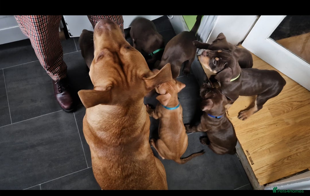 Mixed Breed dogs for sale: Doberman/labrador x american bulldog/english staff - Advert 2