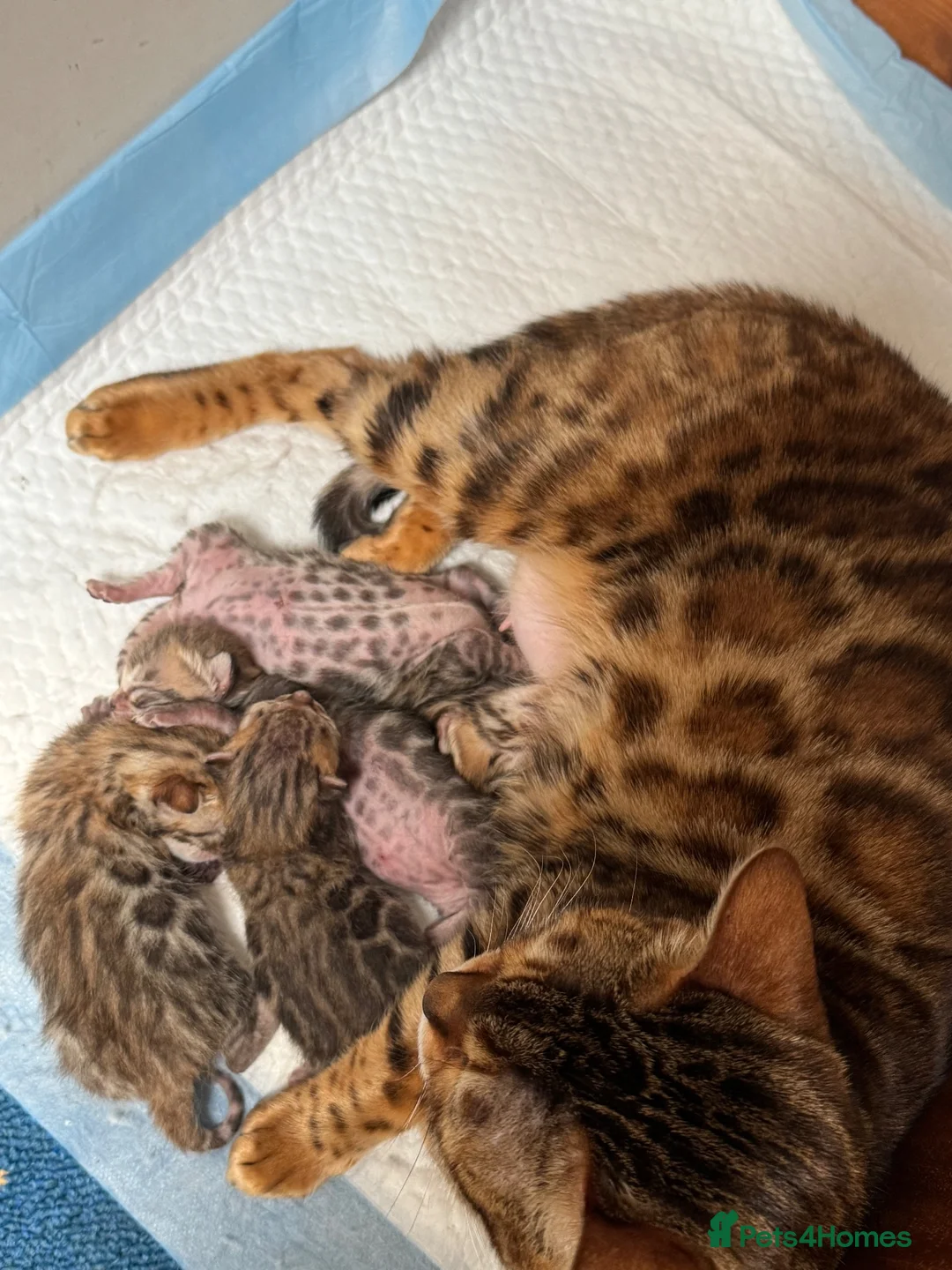 Bengal cats for sale: cutest bengal boy - Advert 1