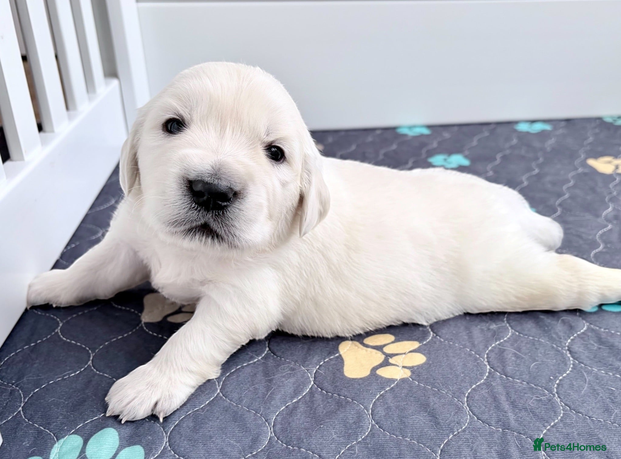 Golden Retriever dogs Old English Cream ~ Champion linage ~ DNA tested  - Advert 1