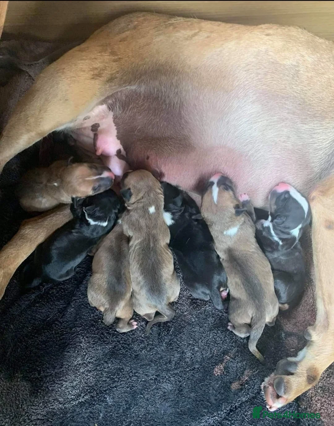 English Bull Terrier dogs for stud: KC REGISTERD ENGLISH BULL TERRIER SOLID BLACK TRI  in Nantwich - Advert 2