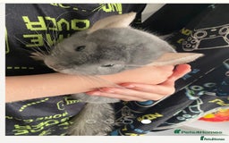 Chinchilla rodents for sale: Male chinchilla - Image 2