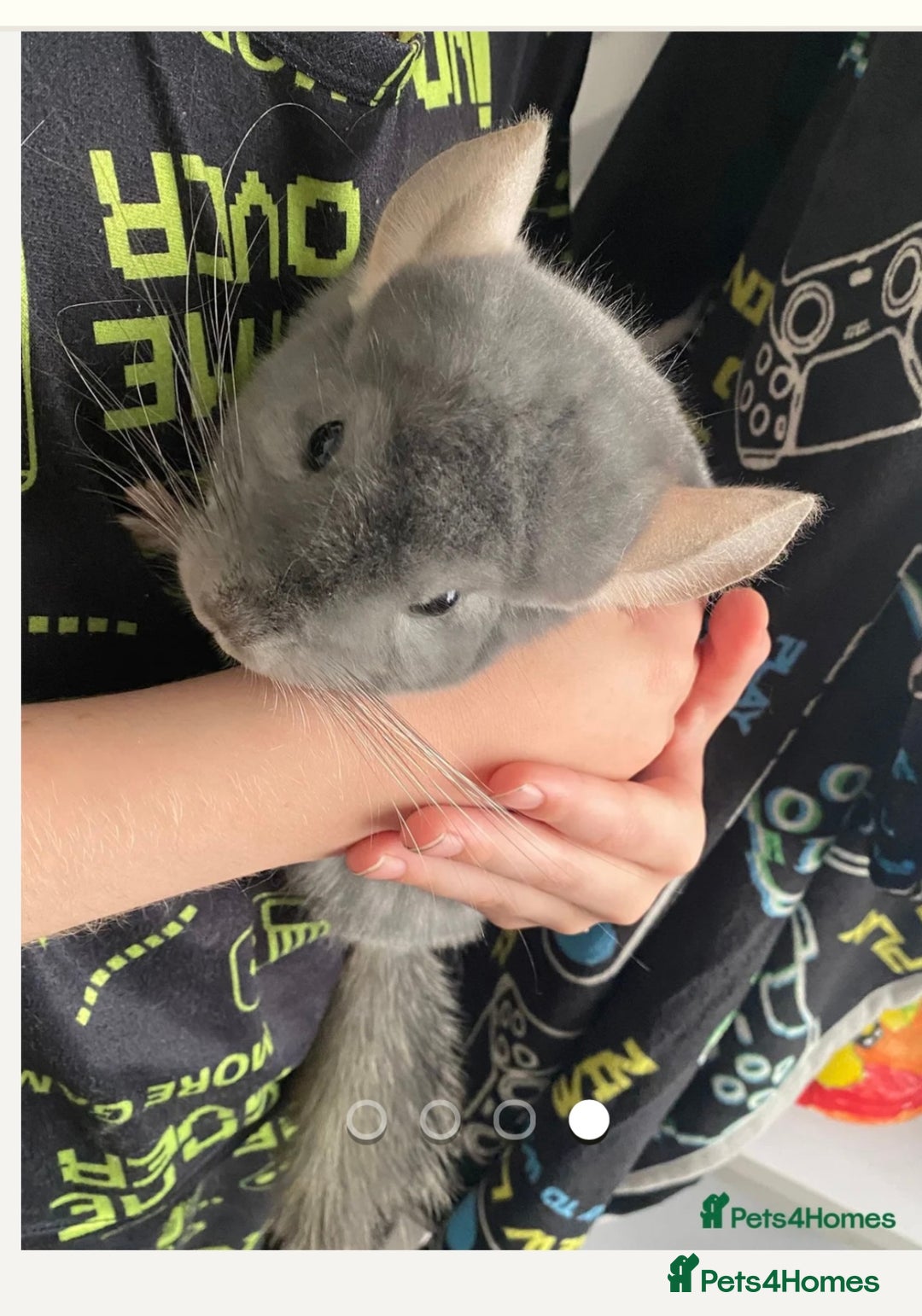 Chinchilla rodents for sale: Male chinchilla - Image 2