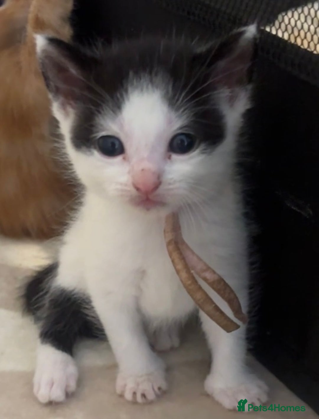 British Shorthair cats for sale: X2 female British shorthaired cross kittens - Image 14