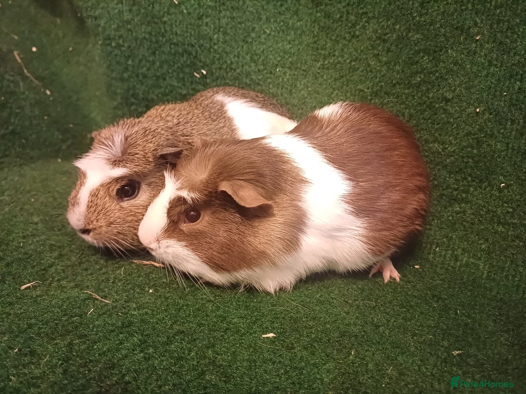 Guinea Pig rodents for sale: 2 Adorable Male Guinea Pigs - Image 2