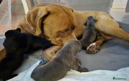 Cane Corso dogs for sale: Cane Corso Pups  - Image 7
