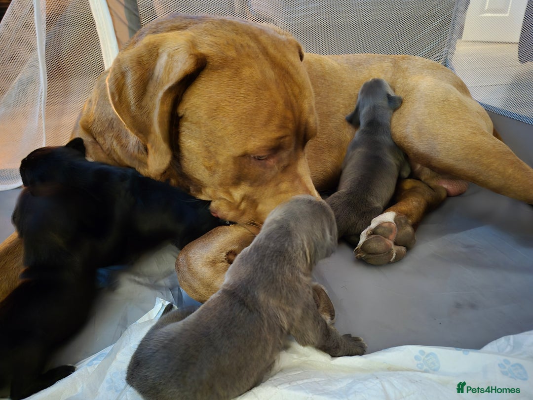 Cane Corso dogs for sale: Cane Corso Pups  - Image 7