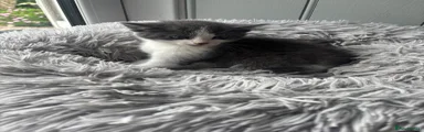 Mixed Breed 1