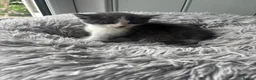 Mixed Breed cats for sale: Beautiful kittens ready now  - Advert 11