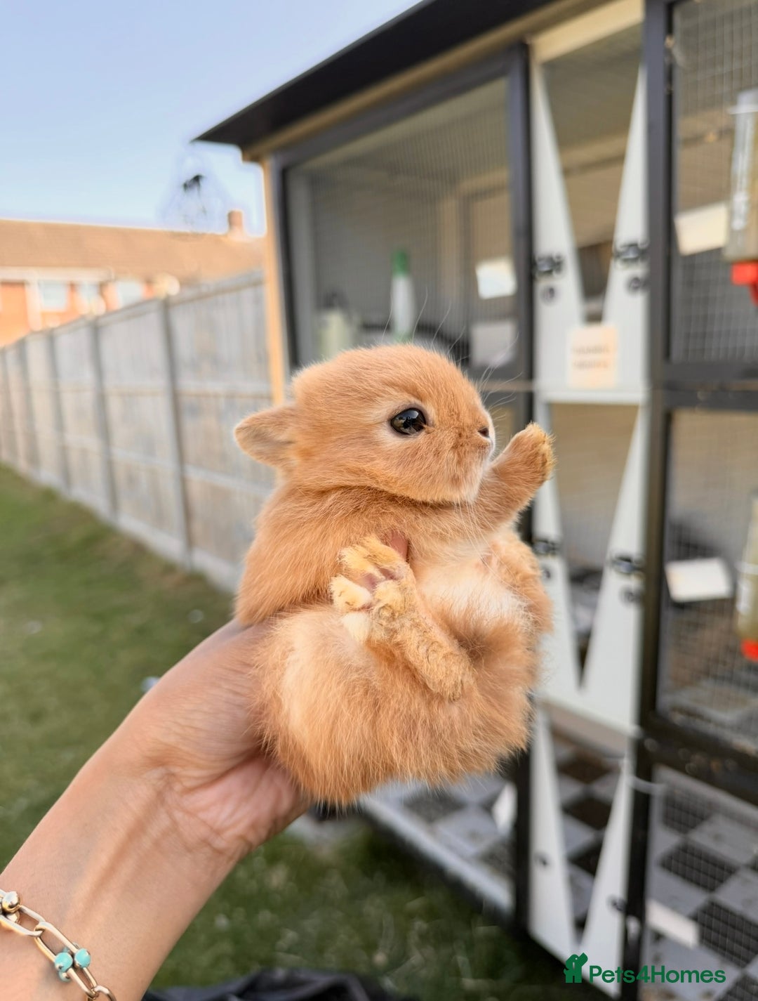 Netherland Dwarf rabbits for sale: •AVAILABLE• Pedigree Netherland Dwarf Baby BunnIes - Image 12